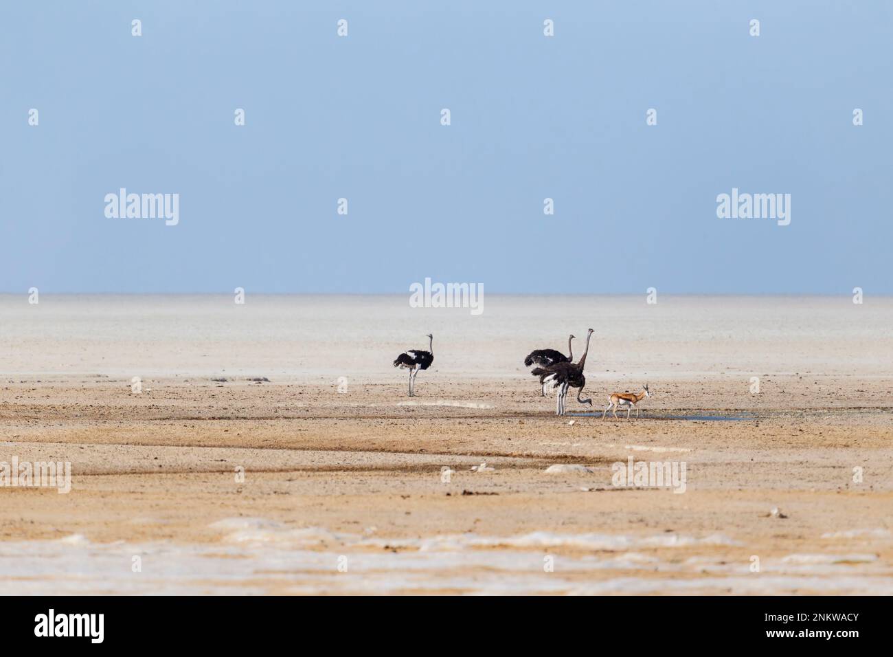 Autruche dans le désert en buvant au trou d'eau. Etosha Salt Pan, parc national, Namibie, Afrique Banque D'Images