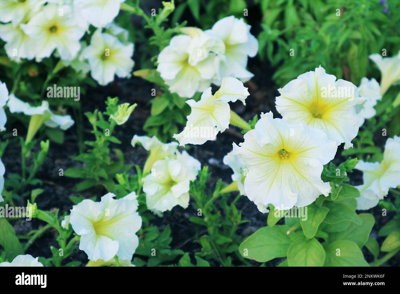 Grand groupe de superbes pétunias blancs Easy Wave en pleine floraison dans le jardin Banque D'Images