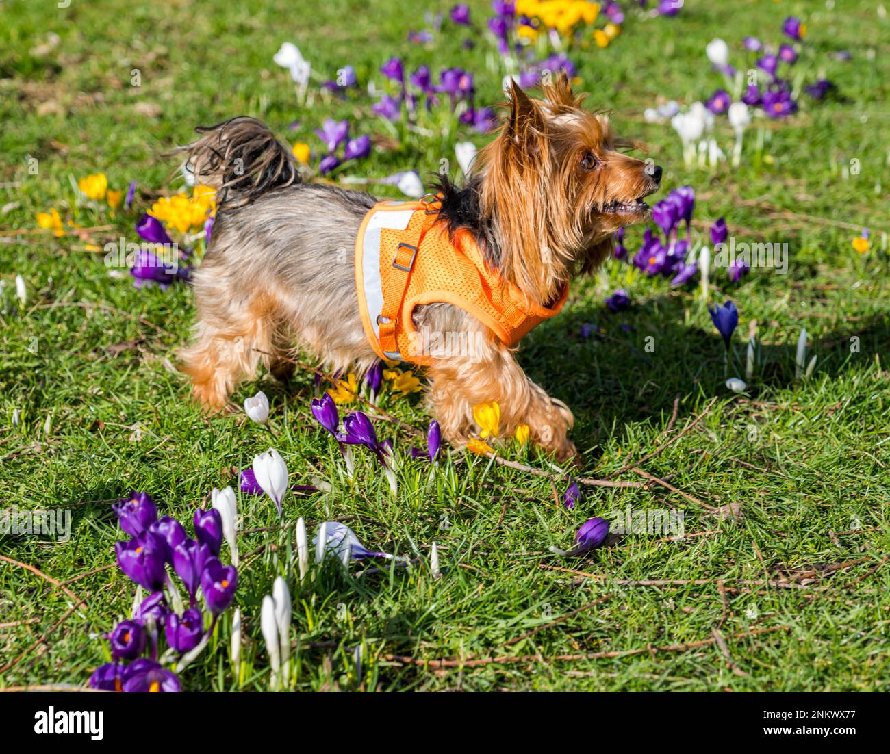 Leith, Édimbourg, Écosse, Royaume-Uni, 24th février 2023. Les crocuses ligne de Whigg les chemins de pied à travers les liens de Leith sont en fleur sur un beau soleil printemps-comme le matin. Photo : Peppy le chien marche dans les crocuses, crédit : Sally Anderson/Alay Live News Banque D'Images