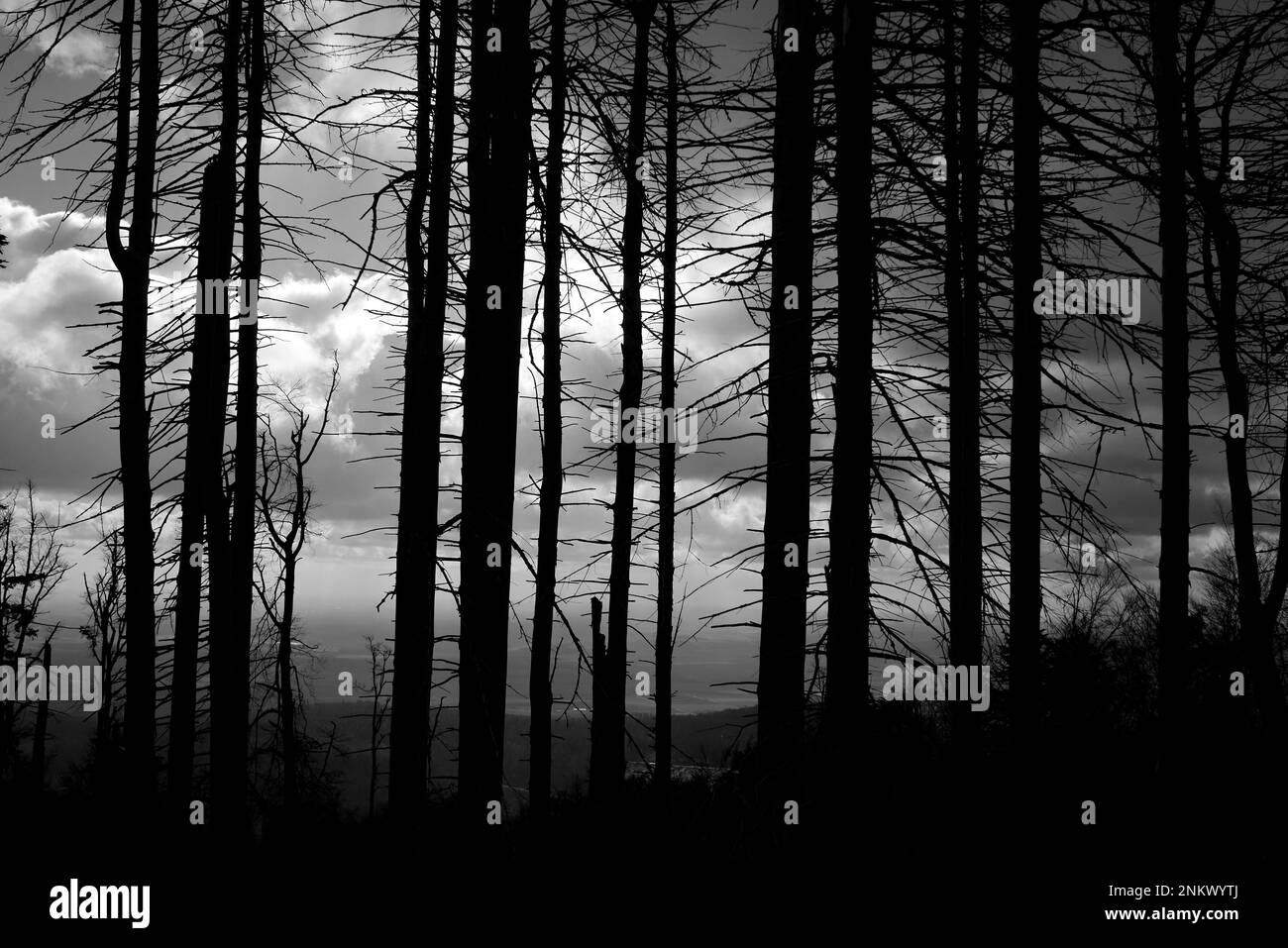 Conifères en hiver dans une forêt silhouettée contre le ciel, collines de Koszeg, Comté de Vas, Hongrie Banque D'Images