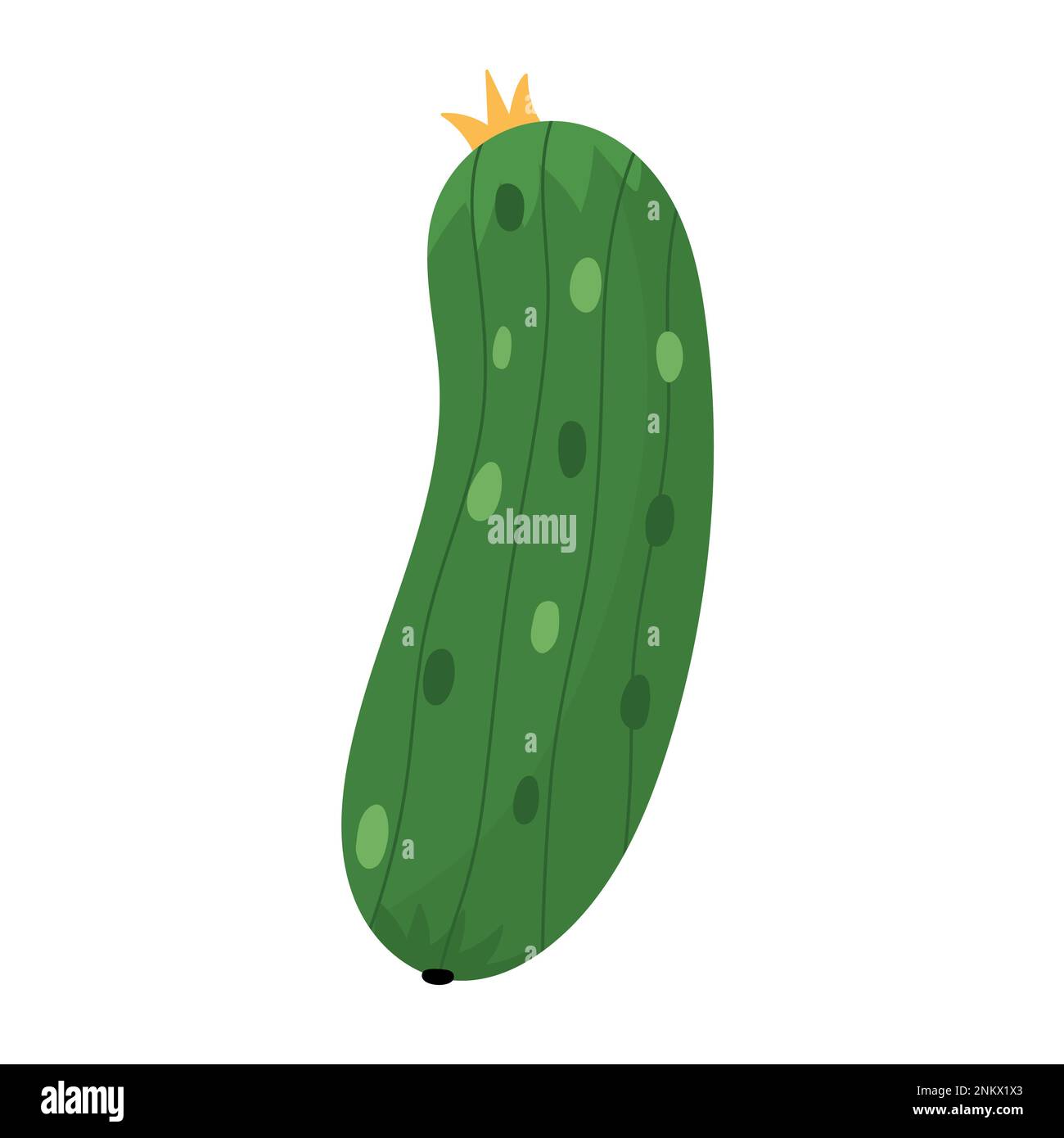 Concombre frais vert de style dessin animé. Elément végétal agricole Illustration de Vecteur