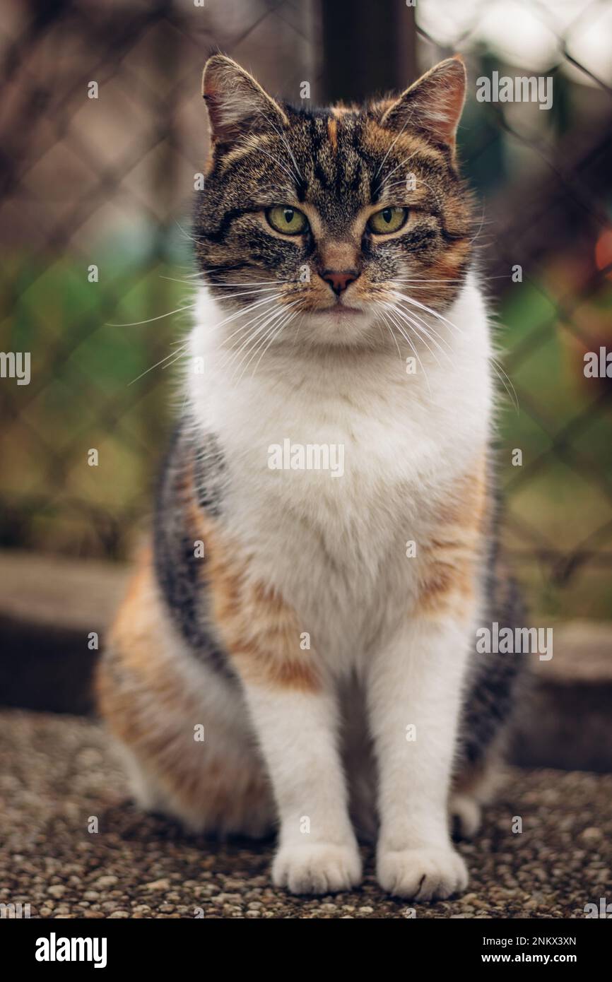 Expression intrépide d'un chat domestique marchant autour de son territoire sur le mur de clôture, regardant l'action avec ses yeux verts perçant. Le sentiment de Banque D'Images