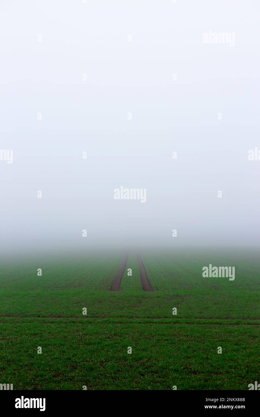 Paysage de rêve : champ vert serein dans le brouillard Banque D'Images