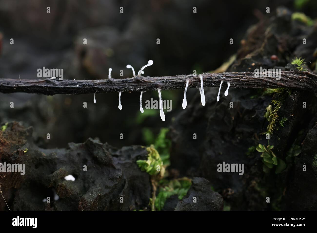 Typhula setipes, champignon clavarioïde de Finlande, pas de nom anglais commun Banque D'Images