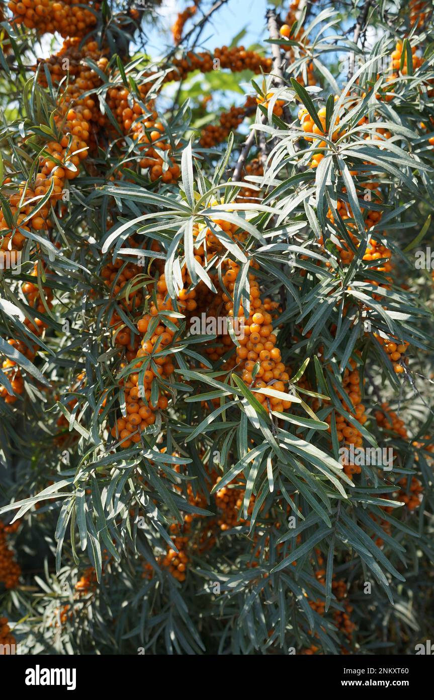 Fruits d'orange et feuilles de l'arbuste d'argousier. Banque D'Images