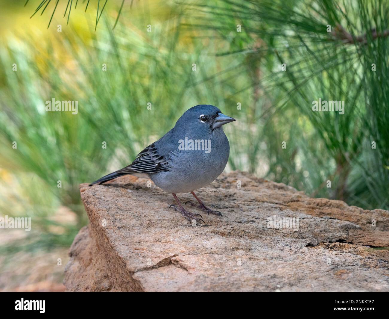 Chaffinch bleu de Ténérife Fringilla teydea mâle à la mi-février Banque D'Images