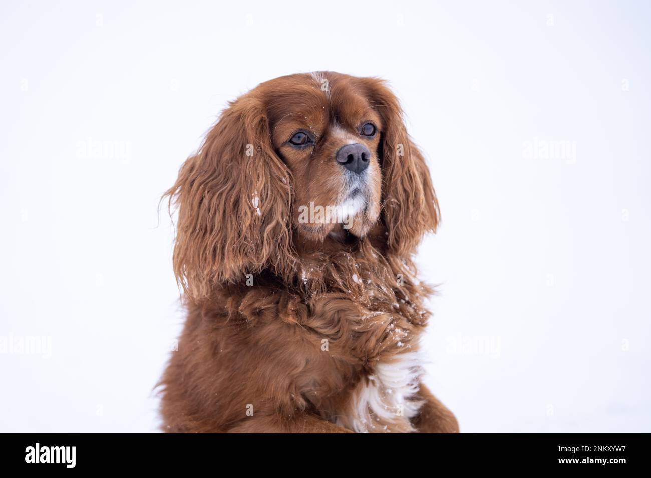 Portrait de Ruby cavalier King Charles Spaniel debout sur ses pattes arrière. Couleur de châtaigne uniforme. Banque D'Images