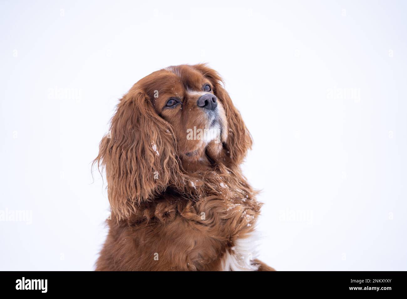 Portrait de Ruby cavalier King Charles Spaniel debout sur ses pattes arrière. Couleur de châtaigne uniforme. Banque D'Images