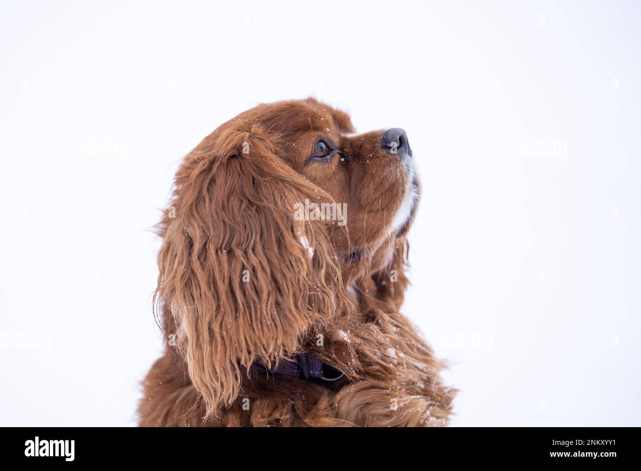 Portrait de Ruby cavalier King Charles Spaniel debout sur ses pattes arrière. Couleur de châtaigne uniforme. Banque D'Images