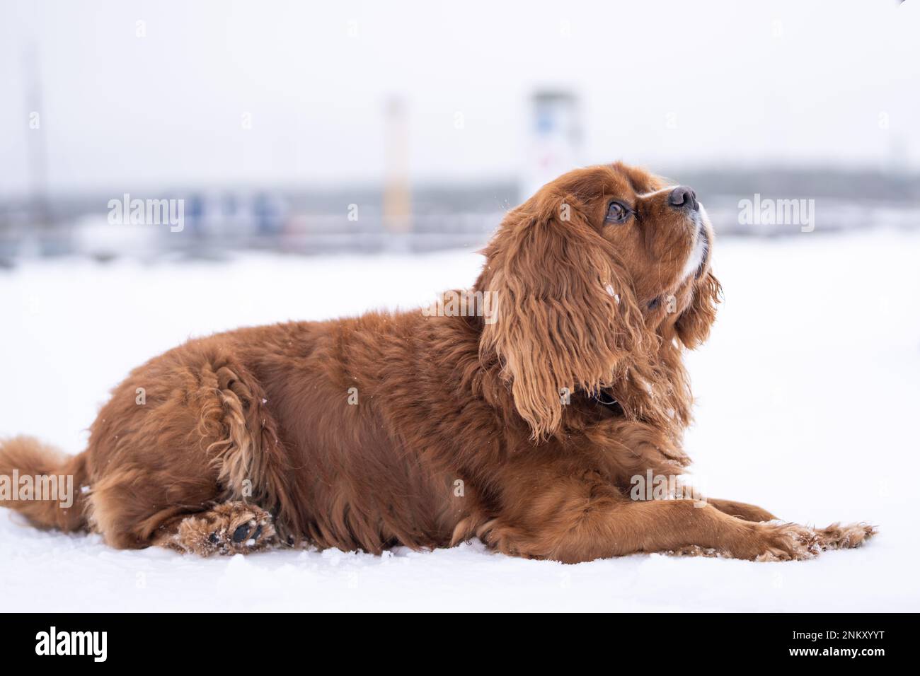 Ruby cavalier King Charles Spaniel allongé dans la neige. Couleur de châtaigne uniforme. Banque D'Images