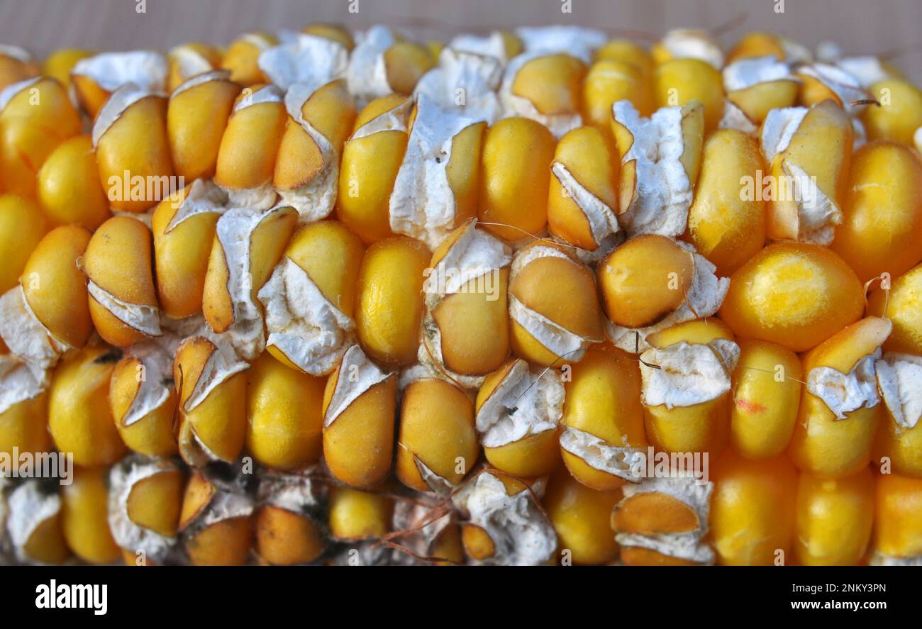 Le grain des épis de maïs fait mal, ce qui est causé par l'alimentation inégale en eau de la plante pendant le mûrissement du grain. Banque D'Images