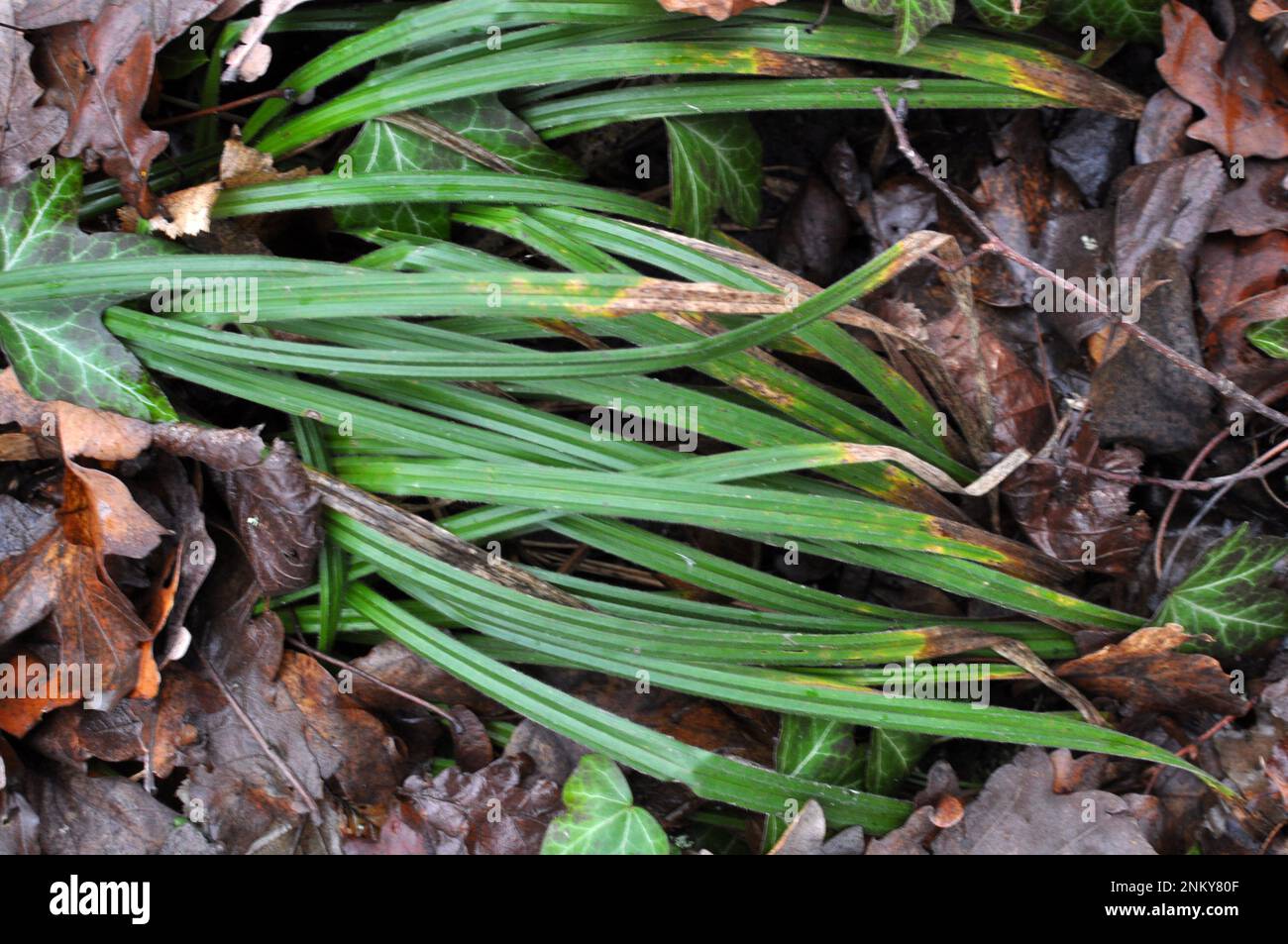 La carex pilosa pousse dans la nature Banque D'Images