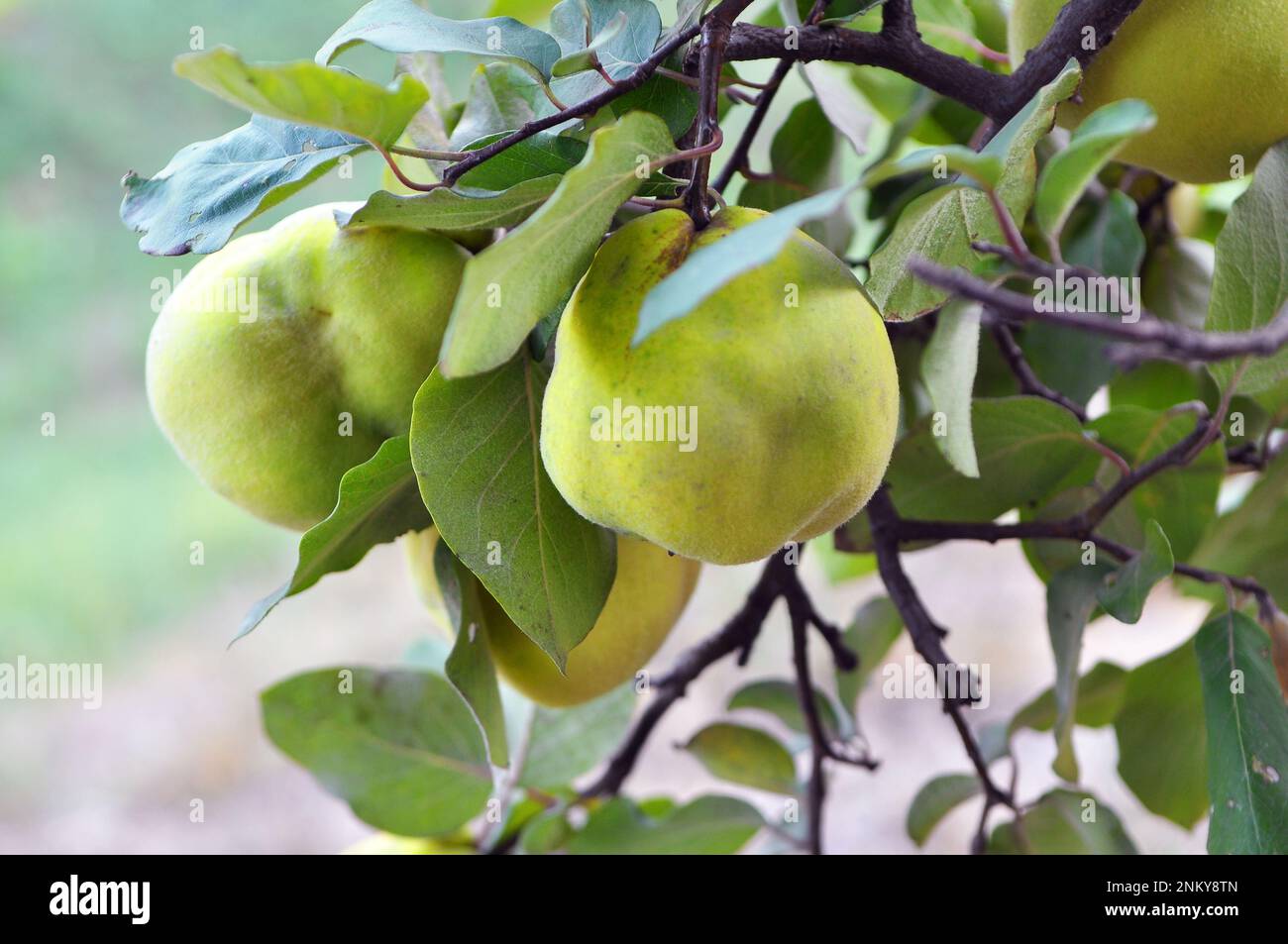 Les fruits de Quince (Cydonia oblonga) mûrissent sur la branche de la brousse Banque D'Images