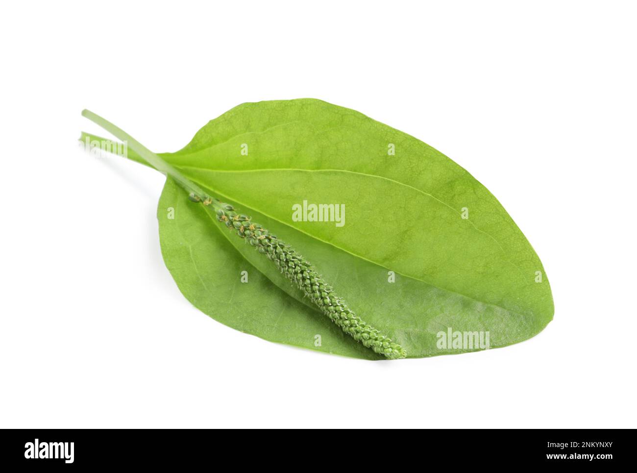 Feuille de plantain à feuilles larges vertes et graines sur fond blanc Banque D'Images