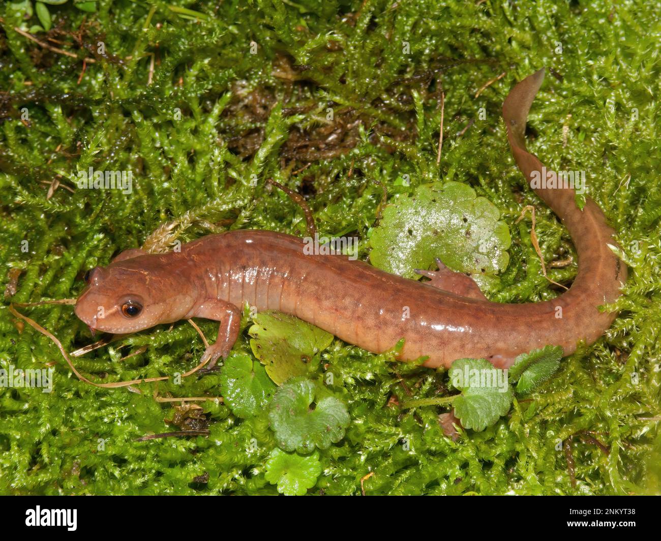 Gros plan naturel sur la salamandre de printemps nord-américaine, Gyrinophilus porphyriticus pose sur la mousse verte Banque D'Images