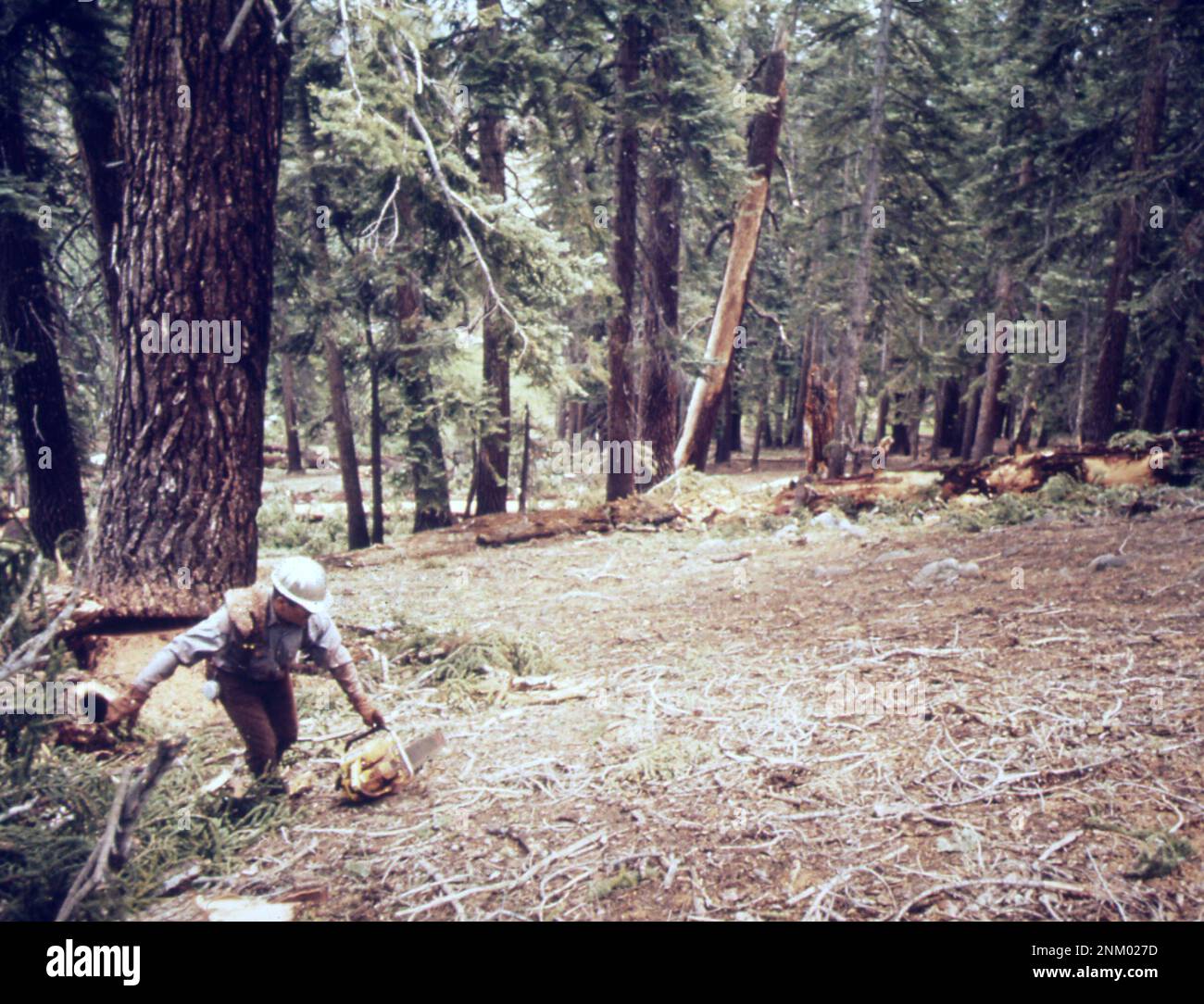 1970s États-Unis: Un bûcheron qui a abattu un sapin rouge ca. 1972 Banque D'Images