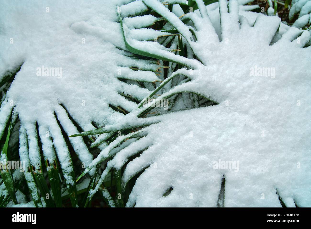 Forêt subtropicale avec un éventail de palmiers dans la neige. Sous-croissance boisée-herbacée Banque D'Images