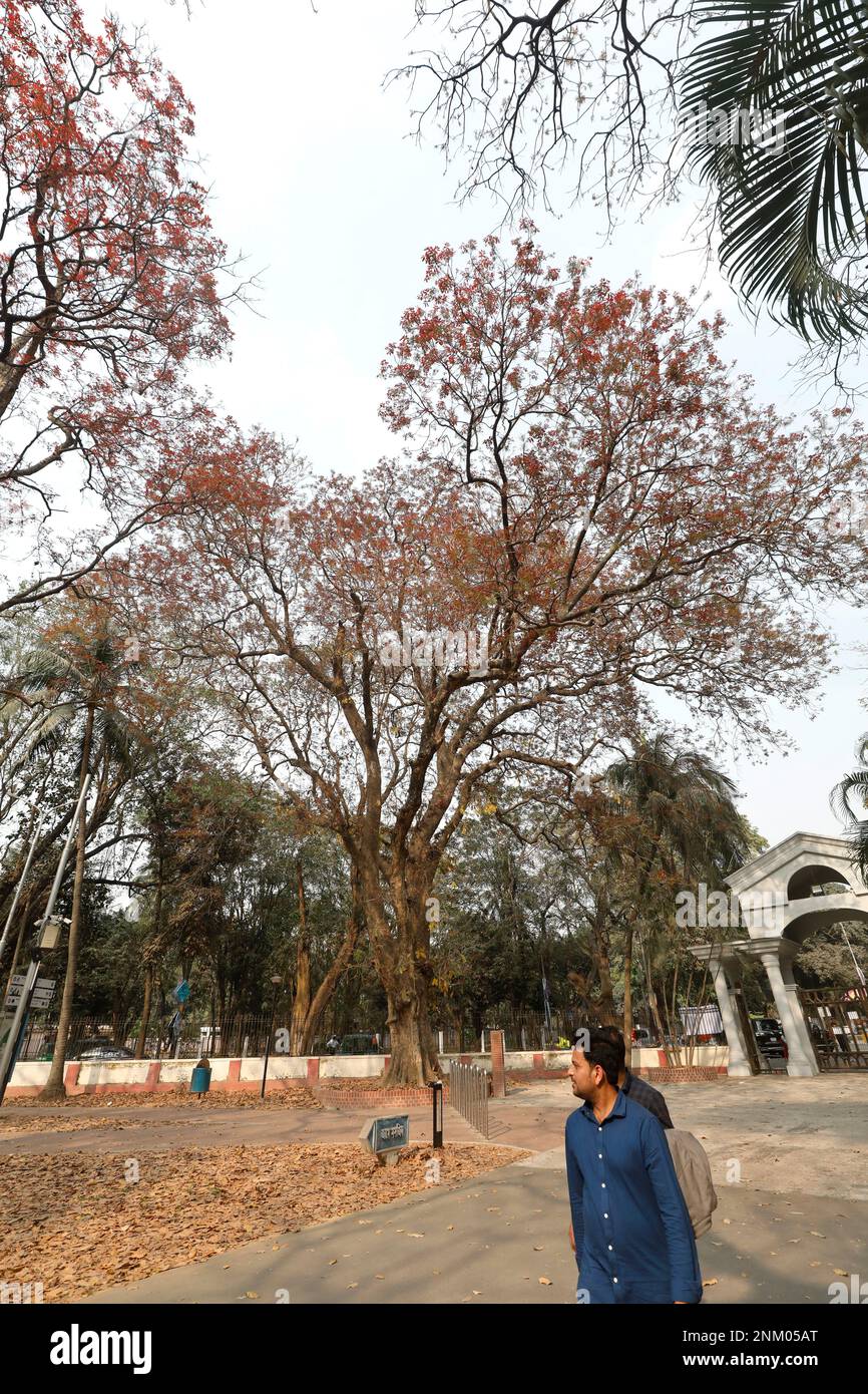 Dhaka, Bangladesh - 24 février 2023 : le printemps est maintenant le roi des saisons dans la nature. La nature revient donc sous une nouvelle forme. Les vieilles feuilles tombent et sont neuves Banque D'Images