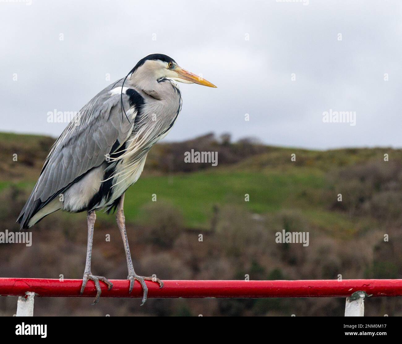 Héron gris Ardea cinerea perchée de près. Banque D'Images