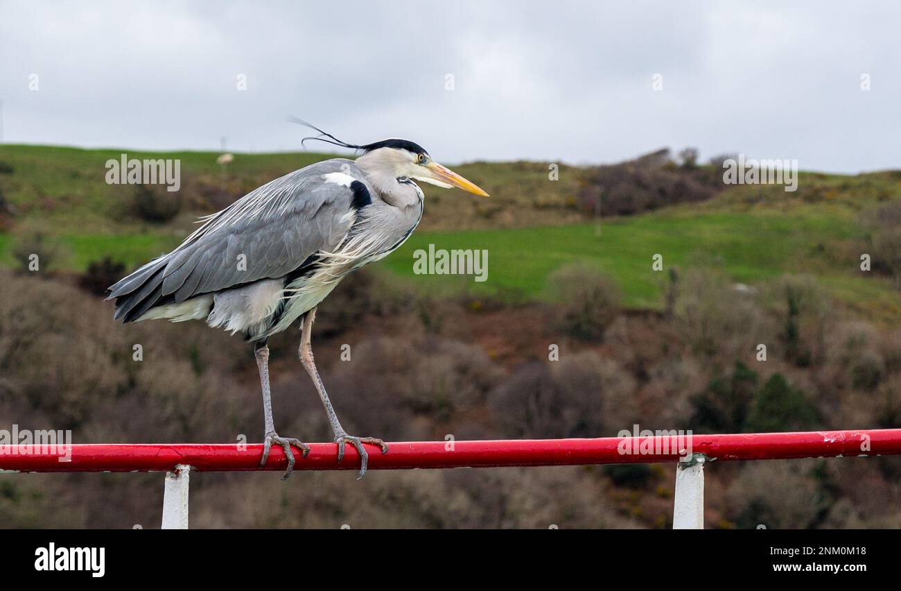 Héron gris Ardea cinerea perchée de près. Banque D'Images