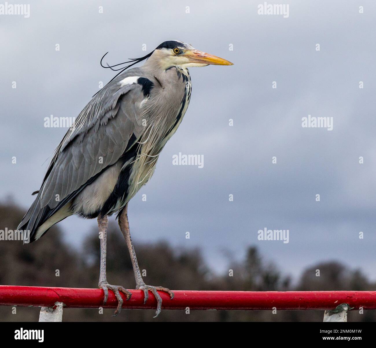 Héron gris Ardea cinerea perchée de près. Banque D'Images