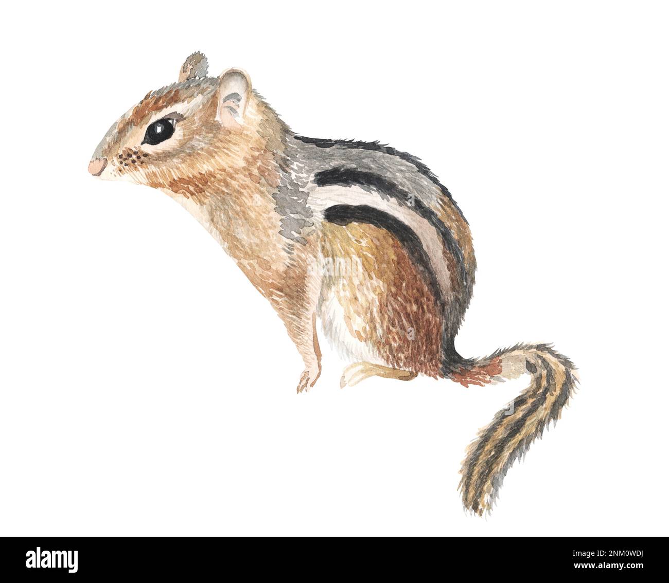 Illustration de l'aquarelle animal Chipmunk dessinée à la main Banque D'Images