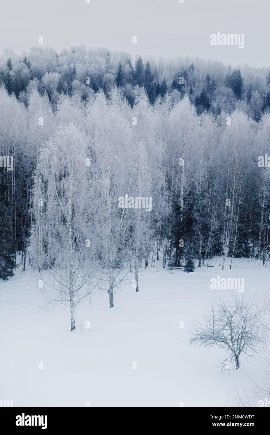 Tôt le matin, vue sur la forêt gelée depuis la tour. En Estonie, près du parc national de Karula Banque D'Images