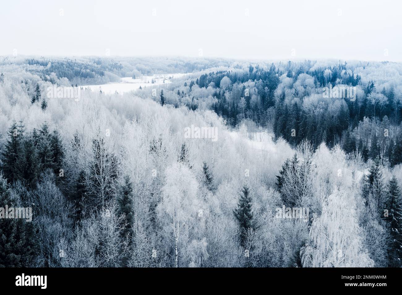 Tôt le matin, vue sur la forêt gelée depuis la tour. En Estonie, près du parc national de Karula Banque D'Images