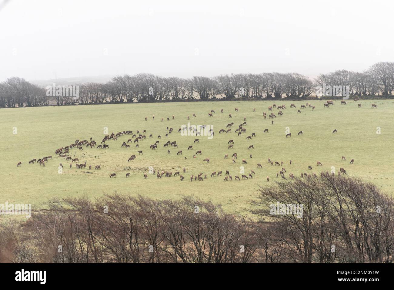 Cerf rouge sauvage sur Exmoor Banque D'Images