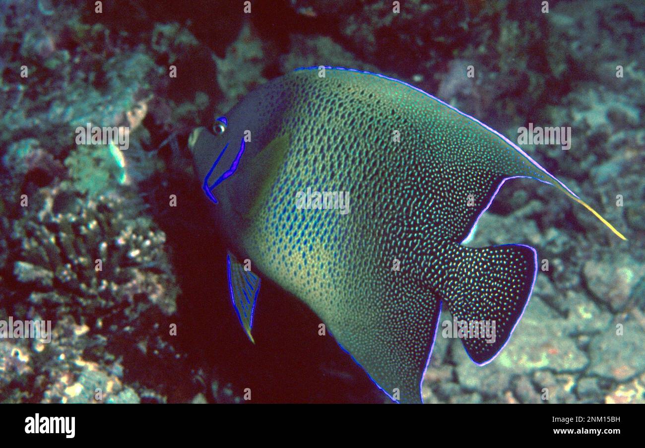 L'angelfish semi-circulaire ou aussi connu sous le nom de l'angelfish du Coran, l'angelfish bleu ou l'angelfish zébra (Pomacanthus semicmerculatus) dans la Grande barrière de corail, Queensland ca. 27 février 2014 Banque D'Images