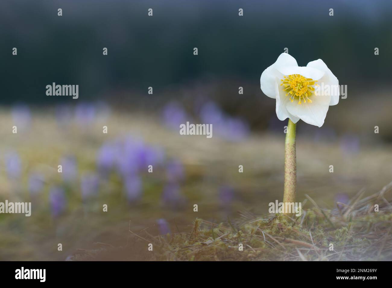 Rose de Noël, Helleborus niger dans le champ de crocus d'arrière-plan, Alpes juliennes, Slovénie Banque D'Images