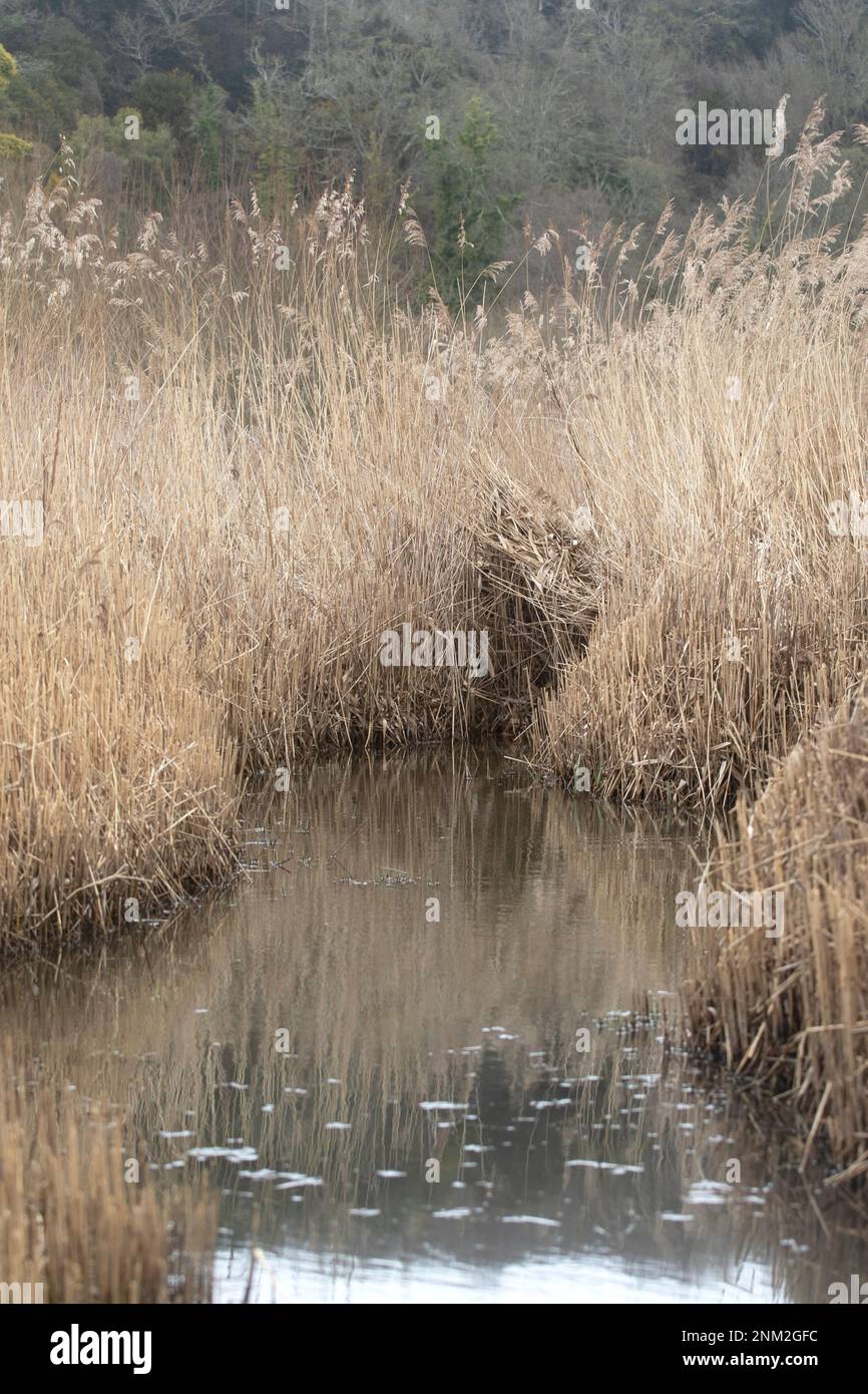 Reedbeds avec écoulement d'eau Banque D'Images