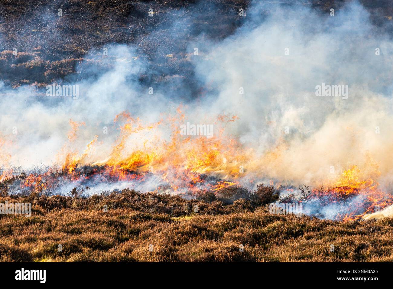 La combustion contrôlée de landes de bruyères (marécages ou muirburn) sur les pentes de Sgor Mor au sud de Braemar, Aberdeenshire, Écosse Royaume-Uni Banque D'Images