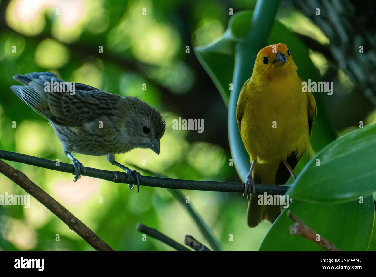 Canari atlantique, un petit oiseau sauvage brésilien. Le Crithagra flaviventris jaune canari est un petit oiseau de passereau de la famille finch. Banque D'Images