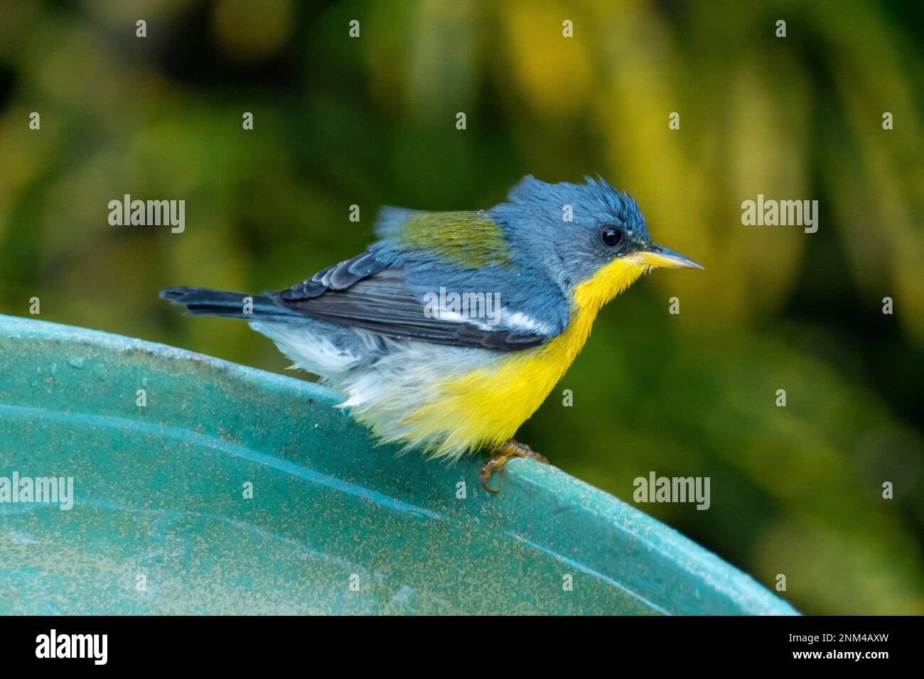 Le Parula tropical (Setophaga pitiayumi) est un petit verrulaire du Nouveau monde. C'est un petit oiseau de passereau. Banque D'Images