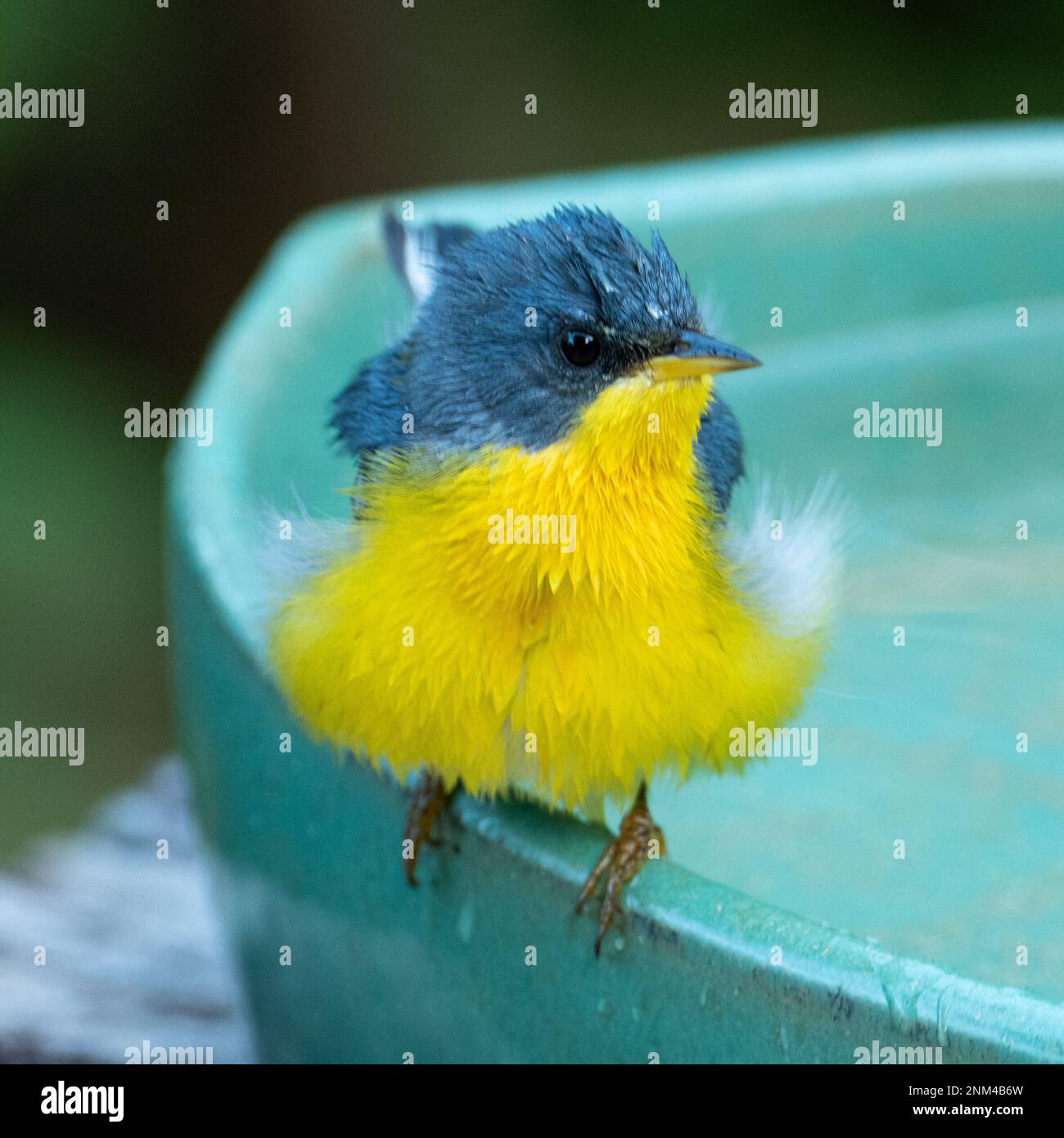 Le Parula tropical (Setophaga pitiayumi) est un petit verrulaire du Nouveau monde. C'est un petit oiseau de passereau. Banque D'Images