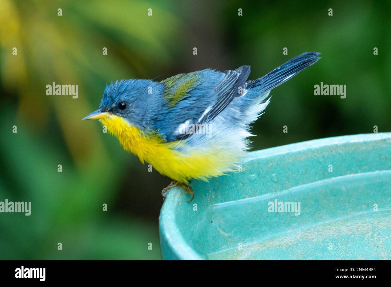 Le Parula tropical (Setophaga pitiayumi) est un petit verrulaire du Nouveau monde. C'est un petit oiseau de passereau. Banque D'Images