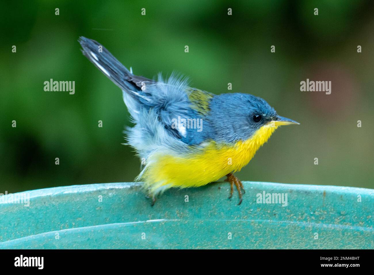 Le Parula tropical (Setophaga pitiayumi) est un petit verrulaire du Nouveau monde. C'est un petit oiseau de passereau. Banque D'Images