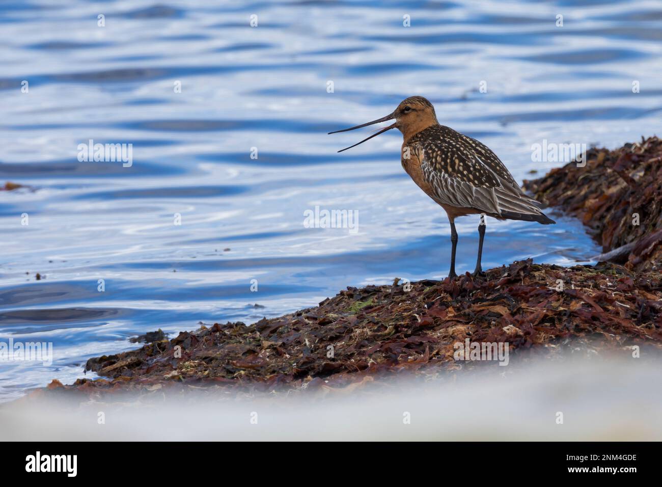 Pfuhlschnepfe, Pfuhl-Schnepfe, Schnepfe, Limosa lapponica, godwit à queue de bar, La Barge rousse Banque D'Images