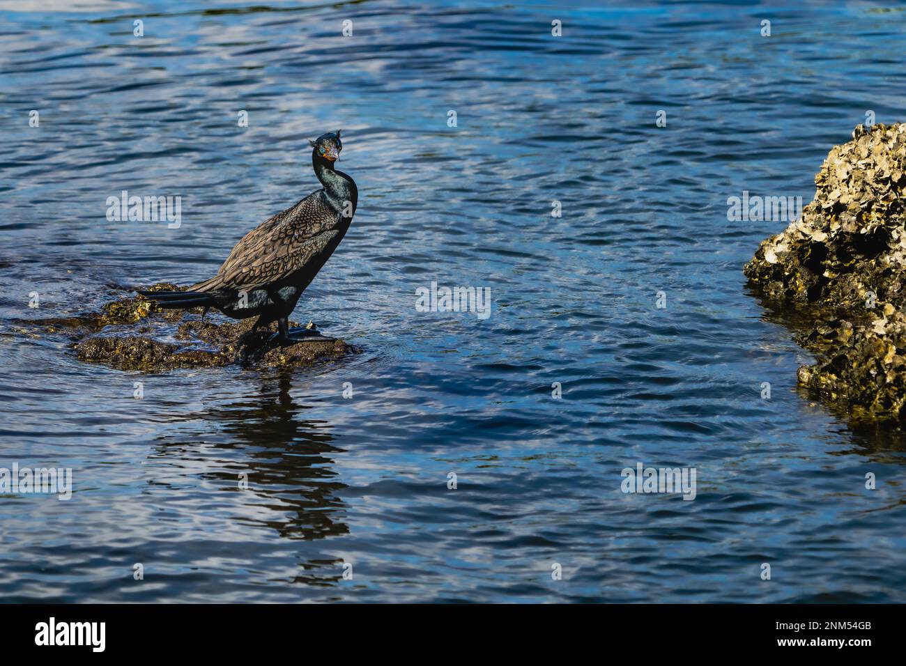 Double-crested Cormorant Banque D'Images