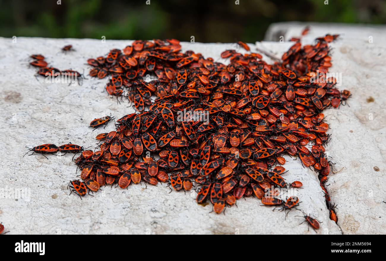 grande colonie de coléoptères rouges et noirs sur une pierre Banque D'Images
