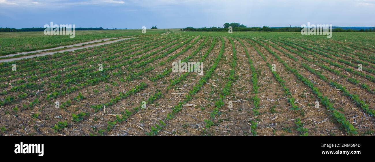 dans le champ de la ferme, les pousses de tournesol poussent au printemps Banque D'Images