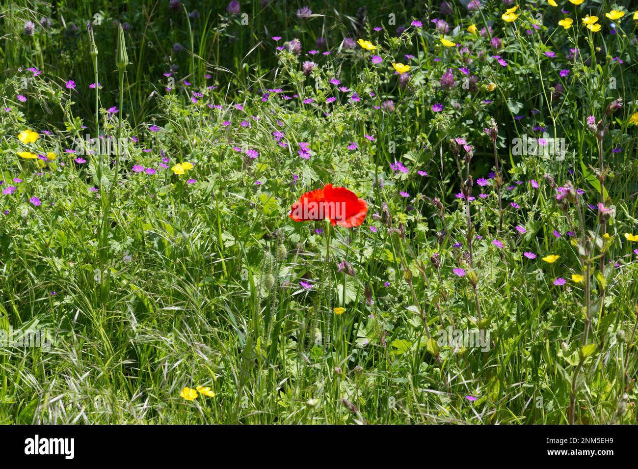 Prairie florale d'été avec des coquelicots, des buttercups, des géraniums sauvages et des herbes à fleurs UK juin Banque D'Images