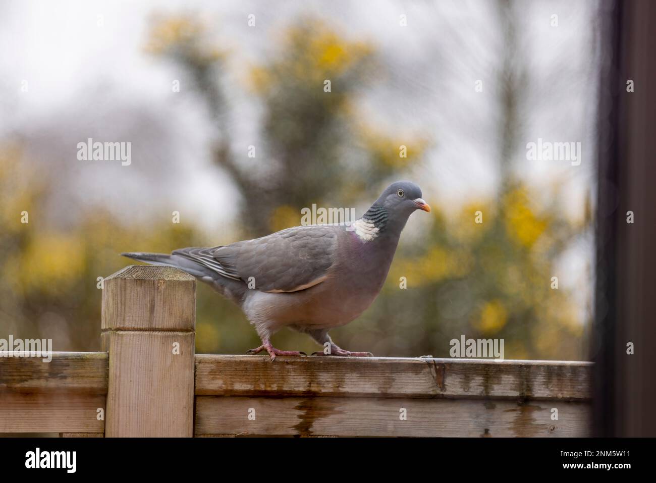 Kelling Heath Holiday Park, North Norfolk, Holt, Angleterre, Royaume-Uni Banque D'Images