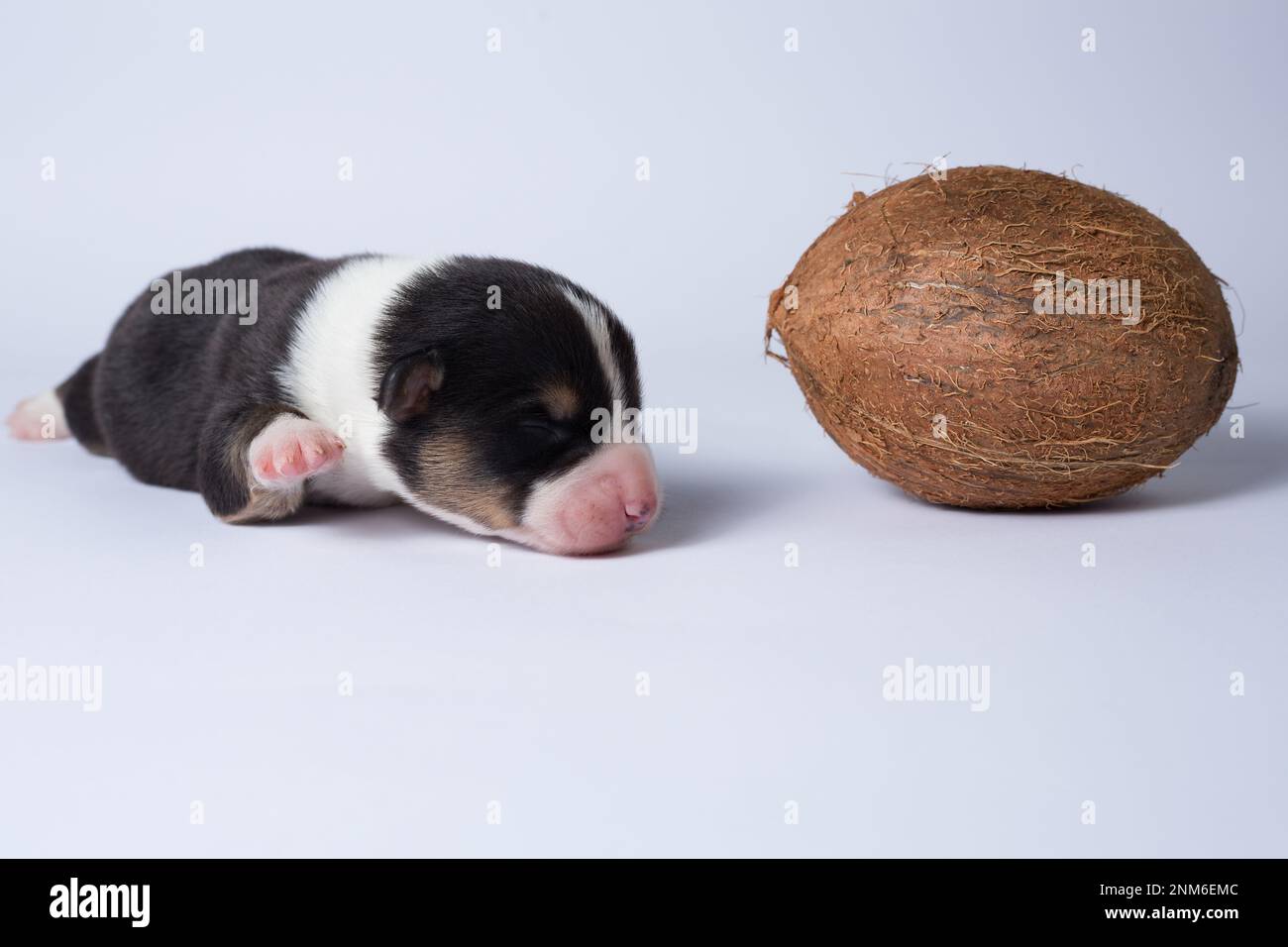 Il y a dix jours d'excellents chiots du Gallois Corgi Pembroke; est isolé sur fond blanc, studio Banque D'Images