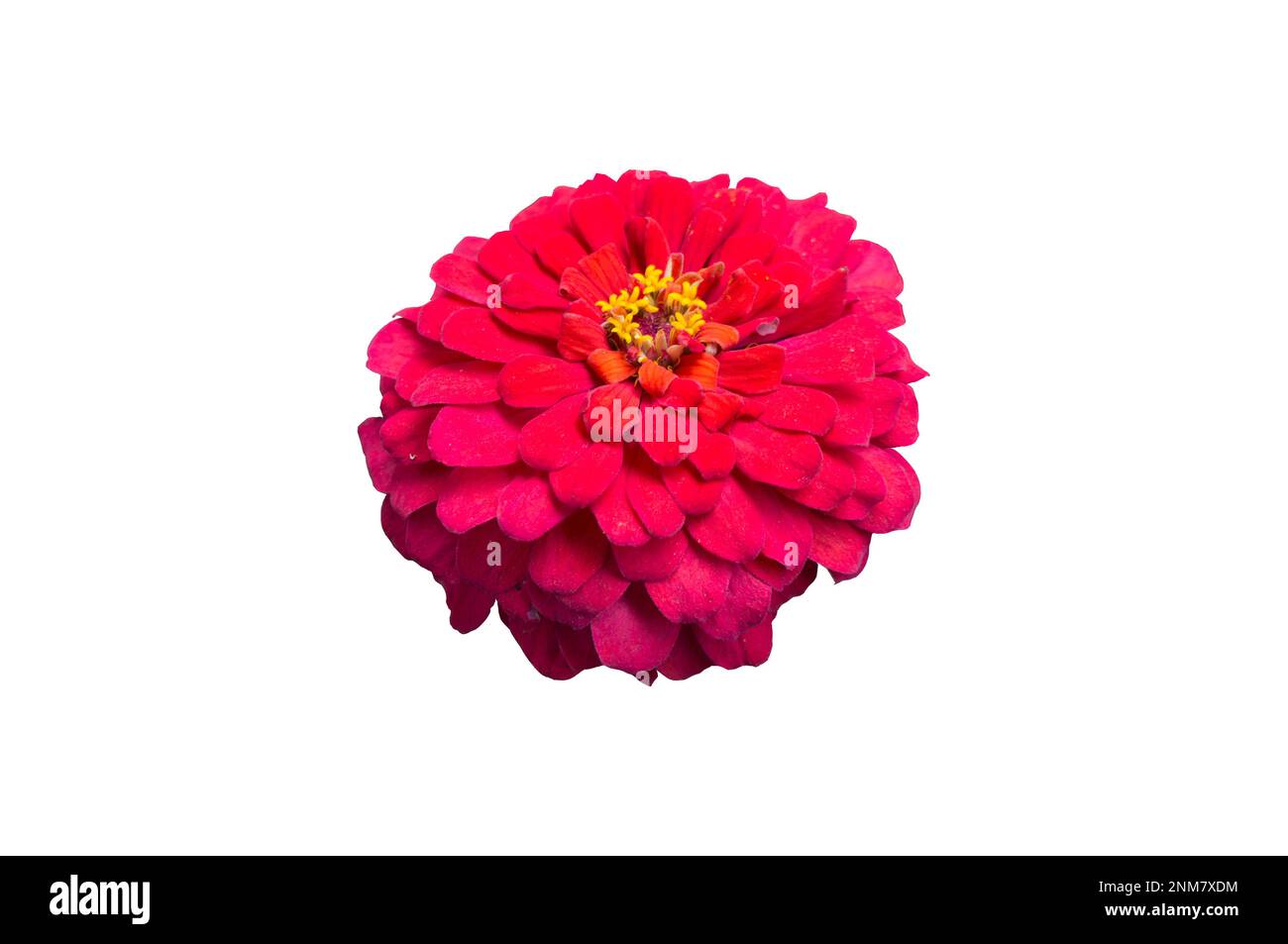 Double fleur rouge zinnia élégante isolée sur blanc. Banque D'Images