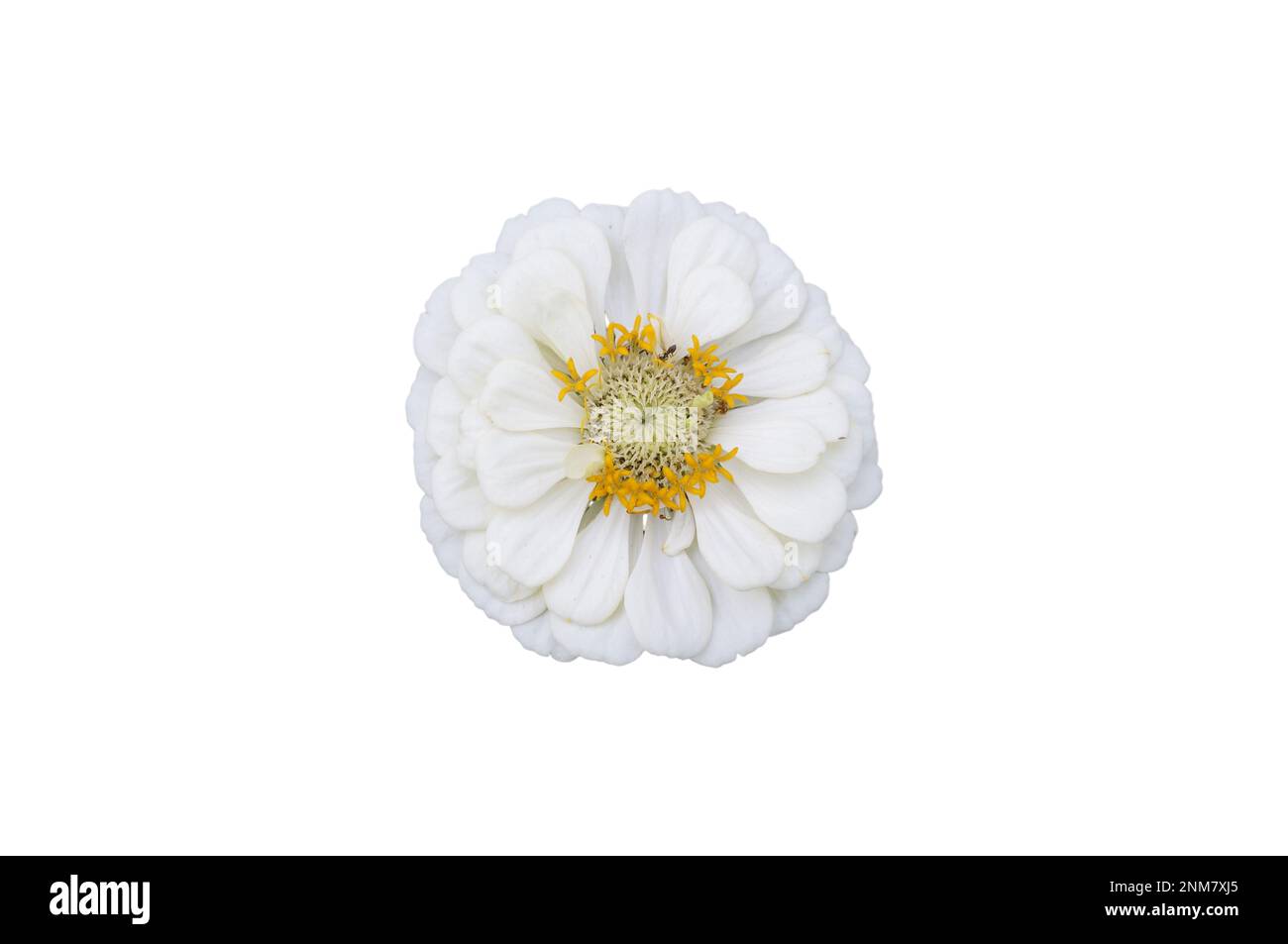 Élégante fleur blanche de zinnia isolée sur blanc. Banque D'Images