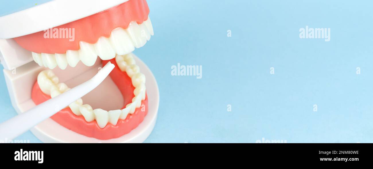 Fausses dents avec un irrigateur à cavité buccale qui nettoie les dents et les mâchoires. Instruments de dentisterie et concept de contrôle de l'hygiéniste dentaire. Banque D'Images