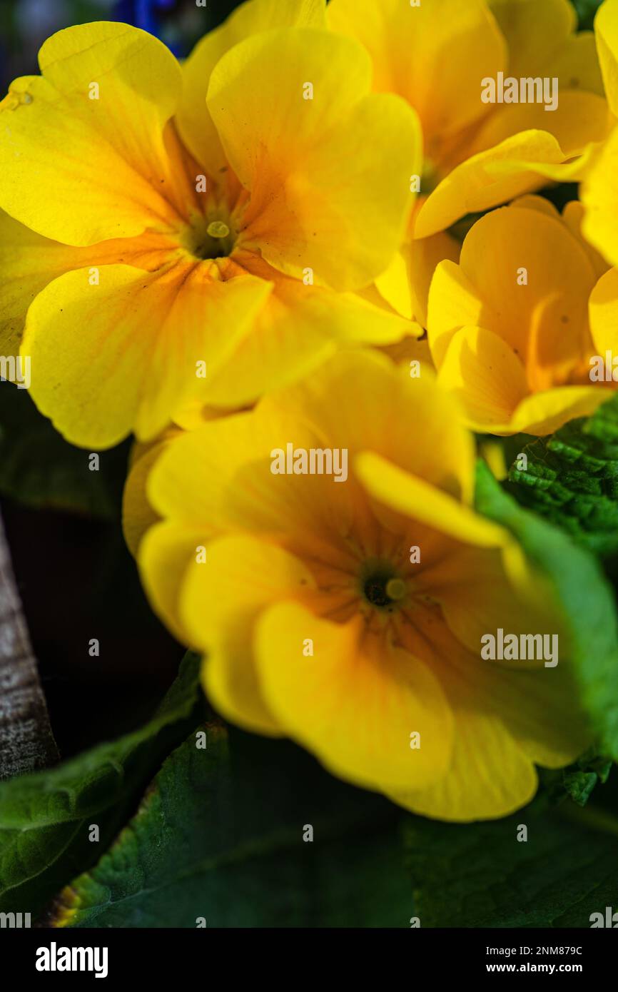 Belles fleurs d'onagre colorées en composition de marmites printanières Banque D'Images