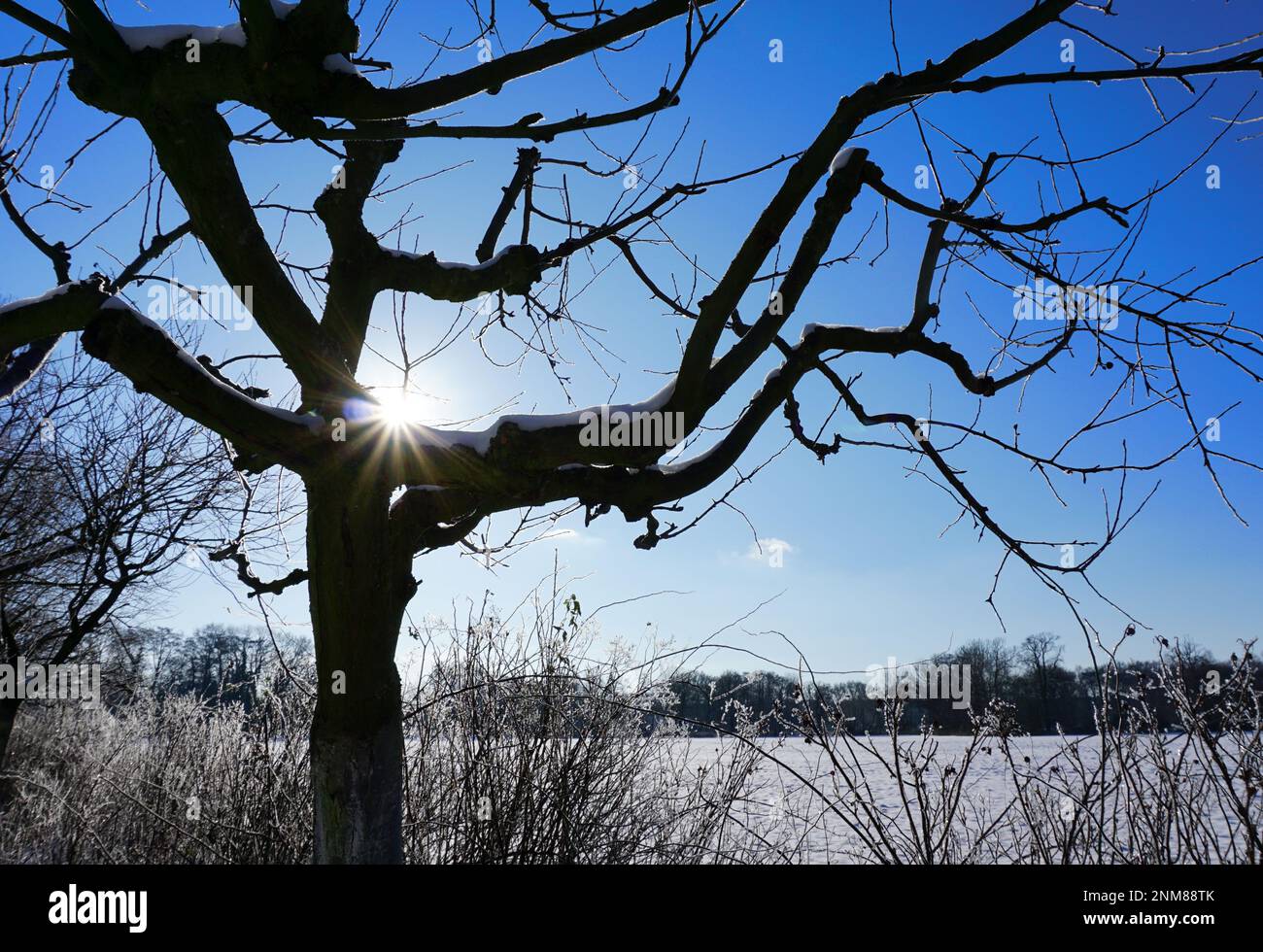 Arbre fruitier sans feuilles en hiver. Les rayons du soleil produisent une lumière de lumière. Le paysage est recouvert de neige Banque D'Images